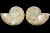 Sliced Ammonite Fossil - Agatized #125038-1